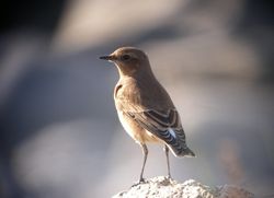 Wheatear photographed at Pulias [PUL] on 24/9/2011. Photo: © Mark Guppy