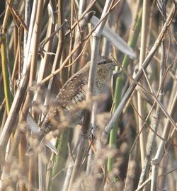 Wryneck photographed at Pulias [PUL] on 26/9/2011. Photo: © Mark Guppy