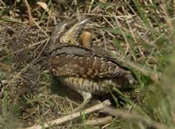 Wryneck photographed at Pulias [PUL] on 27/9/2011. Photo: © Mike Cunningham