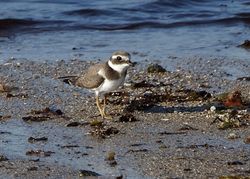 Ringed Plover photographed at Pulias [PUL] on 28/9/2011. Photo: © Cindy  Carre