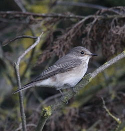 Spotted Flycatcher photographed at Chouet [CHO] on 30/9/2011. Photo: © Paul Bretel
