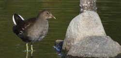 Moorhen photographed at Select location on 1/10/2011. Photo: © Paul Bretel