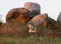 Barn Owl photographed at Chouet [CHO] on 3/10/2011. Photo: © Rod Ferbrache