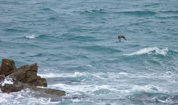 Great Skua photographed at Chouet [CHO] on 8/10/2011. Photo: © Mark Lawlor