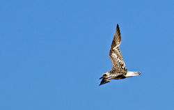 Grey Plover photographed at Les Amarreurs [AMM] on 14/10/2011. Photo: © Anthony Loaring
