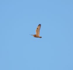Short-eared Owl photographed at Mt. Herault [MHE] on 15/10/2011. Photo: © Mark Guppy