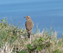 Wheatear photographed at Mt. Herault [MHE] on 15/10/2011. Photo: © Mark Guppy