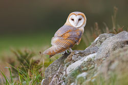 Barn Owl photographed at Pleinmont [PLE] on 27/8/2011. Photo: © steve levrier