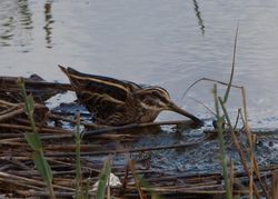 Jack Snipe photographed at Claire Mare [CLA] on 25/10/2011. Photo: © Mark Guppy