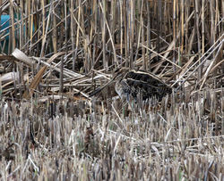 Snipe photographed at Claire Mare [CLA] on 26/10/2011. Photo: © Cindy  Carre