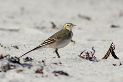 Pied Wagtail photographed at Vazon [VAZ] on 22/10/2011. Photo: © Rod Ferbrache