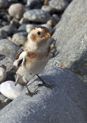 Snow Bunting photographed at Claire Mare [CLA] on 29/10/2011. Photo: © Cindy  Carre