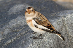 Snow Bunting photographed at Claire Mare [CLA] on 29/10/2011. Photo: © Rod Ferbrache
