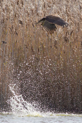 Marsh Harrier photographed at Claire Mare [CLA] on 29/10/2011. Photo: © Rod Ferbrache