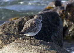 Grey Plover photographed at Grand Havre on 1/11/2011. Photo: © Cindy  Carre