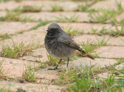 Black Redstart photographed at Mont Marche on 6/11/2011. Photo: © Adrian Gidney