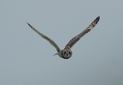 Short-eared Owl photographed at Pleinmont [PLE] on 10/11/2011. Photo: © Royston CarrÃ©