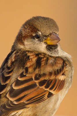 House Sparrow photographed at Castle Cornet [CAS] on 19/11/2011. Photo: © Rod Ferbrache