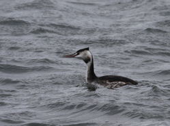 Great Crested Grebe photographed at Perelle [PER] on 29/11/2011. Photo: © Paul Bretel