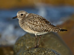 Grey Plover photographed at Rousse [ROU] on 30/11/2011. Photo: © Mike Cunningham