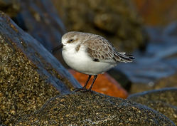 Sanderling photographed at Rousse [ROU] on 30/11/2011. Photo: © Mike Cunningham