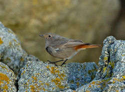 Black Redstart photographed at Rousse [ROU] on 12/12/2011. Photo: © Mike Cunningham