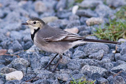 Pied Wagtail photographed at Rousse [ROU] on 17/12/2011. Photo: © Rod Ferbrache