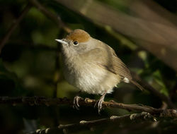 Blackcap photographed at Vale Pond [VAL] on 18/12/2011. Photo: © Mike Cunningham