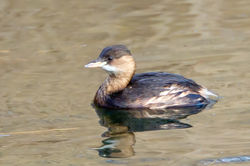 Little Grebe photographed at Vale Pond [VAL] on 26/12/2011. Photo: © Allan Phillips