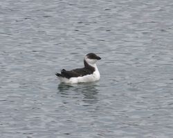 Razorbill photographed at Select location on 26/12/2011. Photo: © Cindy  Carre