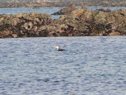 Great Northern Diver photographed at L'Eree on 27/12/2011. Photo: © Michelle Hooper