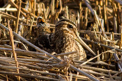 Snipe photographed at Claire Mare [CLA] on 28/12/2011. Photo: © Rod Ferbrache