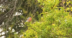 Bullfinch photographed at Richmond [RIC] on 29/12/2011. Photo: © Anthony Loaring