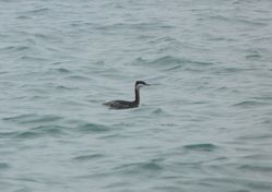 Slavonian Grebe photographed at Grandes Havres [GHA] on 31/12/2011. Photo: © Mark Guppy