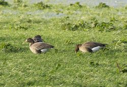 White-fronted Goose photographed at Barras Lane [BAR] on 3/1/2012. Photo: © Royston CarrÃ©