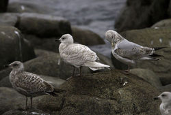 Iceland Gull photographed at Chouet [CHO] on 6/1/2012. Photo: © Vic Froome