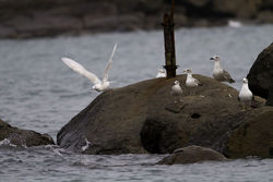 Glaucous Gull photographed at Rousse [ROU] on 6/1/2012. Photo: © Vic Froome
