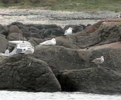Glaucous Gull photographed at Rousse on 6/1/2012. Photo: © Michelle Hooper