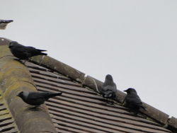 Jackdaw photographed at Torteval Stores on 7/1/2012. Photo: © Michelle Hooper