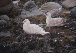 Iceland Gull photographed at Mont Cuet [CUE] on 7/1/2012. Photo: © Mark Guppy