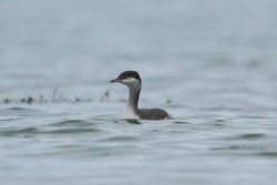 Slavonian Grebe photographed at Grandes Havres [GHA] on 10/1/2012. Photo: © Adrian Gidney