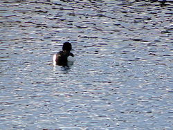 Tufted Duck photographed at Gallotin Quarry [GAL] on 11/1/2012. Photo: © Michelle Hooper