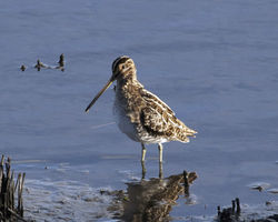 Snipe photographed at Vale Pond [VAL] on 23/1/2012. Photo: © Cindy  Carre
