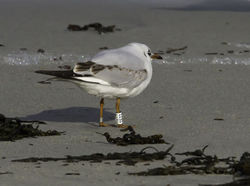 Black-headed Gull photographed at Jaonneuse [JAO] on 1/2/2012. Photo: © Vic Froome