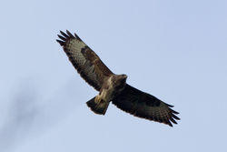 Buzzard photographed at Silbe [SIL] on 11/2/2012. Photo: © Rod Ferbrache