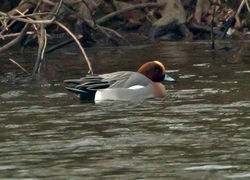 Wigeon photographed at Reservoir [RES] on 10/2/2012. Photo: © Mike Cunningham