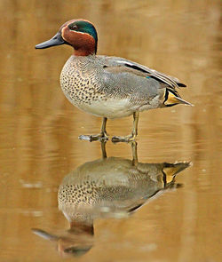 Teal photographed at Grands Marais/Pre [PRE] on 12/2/2012. Photo: © Mike Cunningham