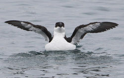 Razorbill photographed at St.Peter Port, Harbour Fishermans' quay on 17/2/2012. Photo: © Robert Martin