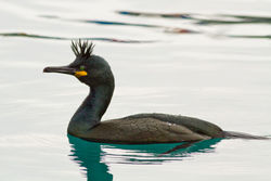 Shag photographed at Town Harbour [TOW] on 26/2/2012. Photo: © Rod Ferbrache