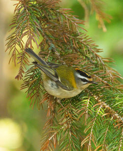 Firecrest photographed at St Peter Port [SPP] on 29/2/2012. Photo: © Mike Cunningham
